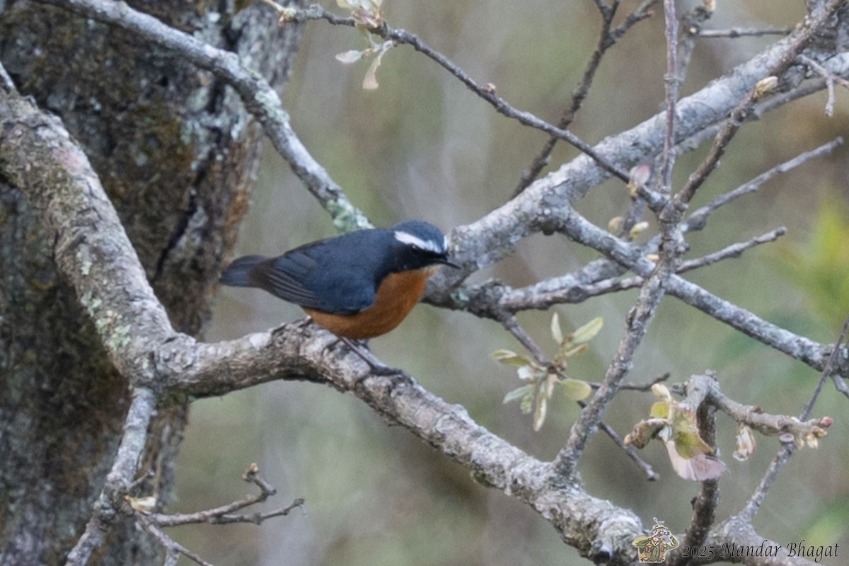 Indian Blue Robin - ML636451727