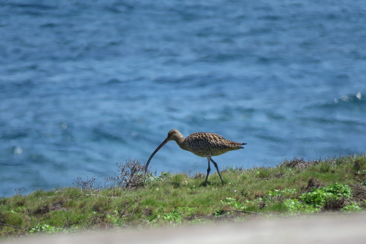 Far Eastern Curlew - ML636451813