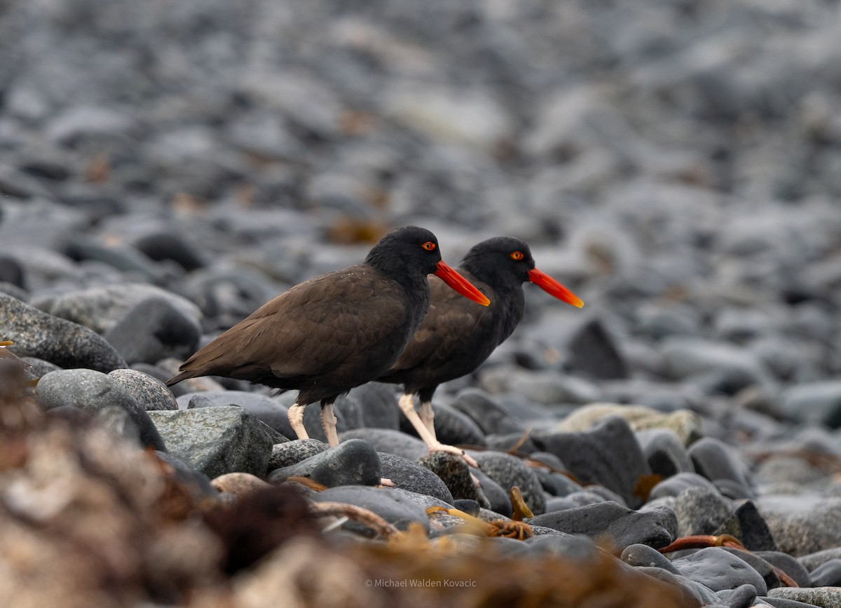 Blackish Oystercatcher - ML636451823