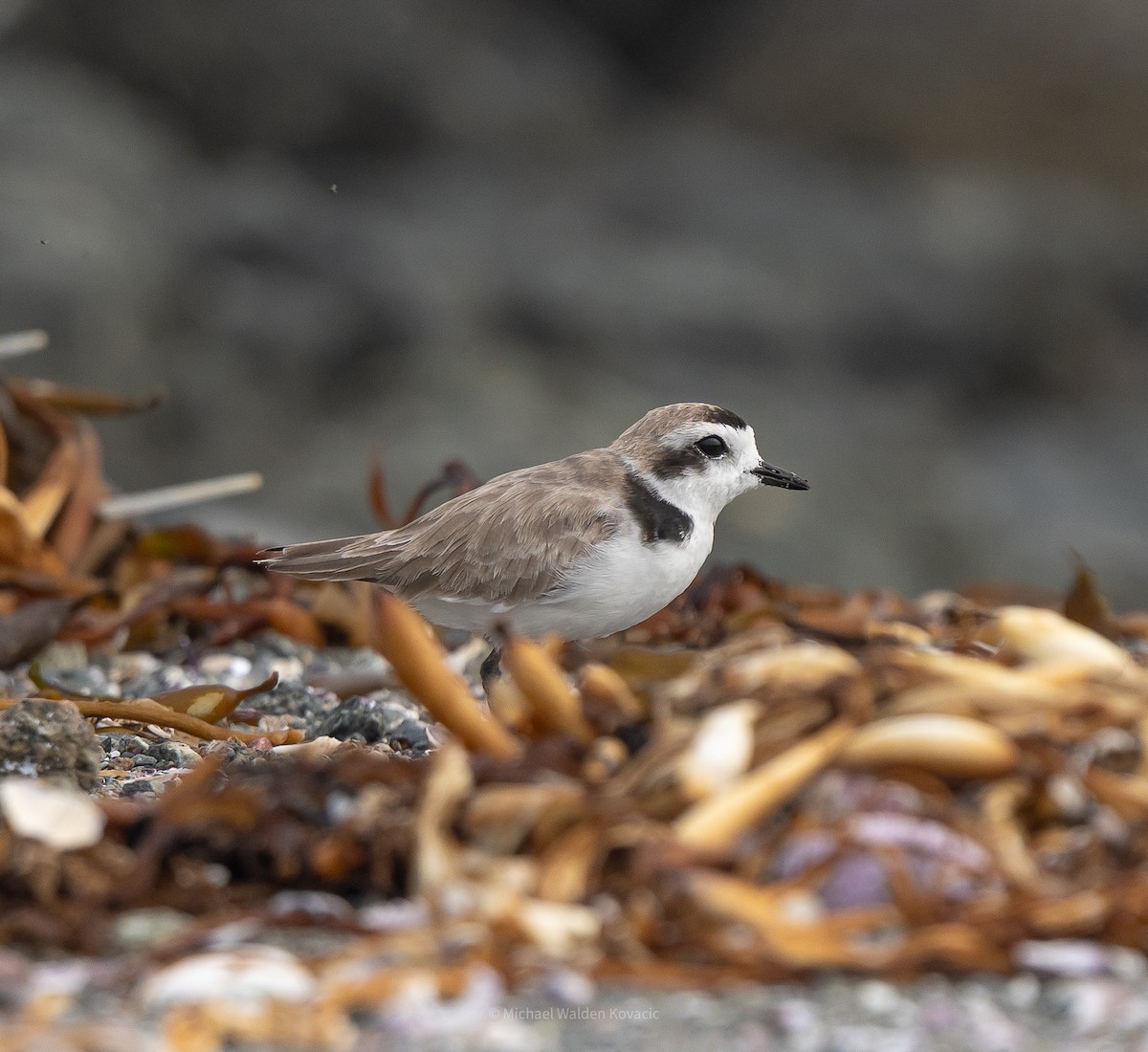 Snowy Plover - ML636451831