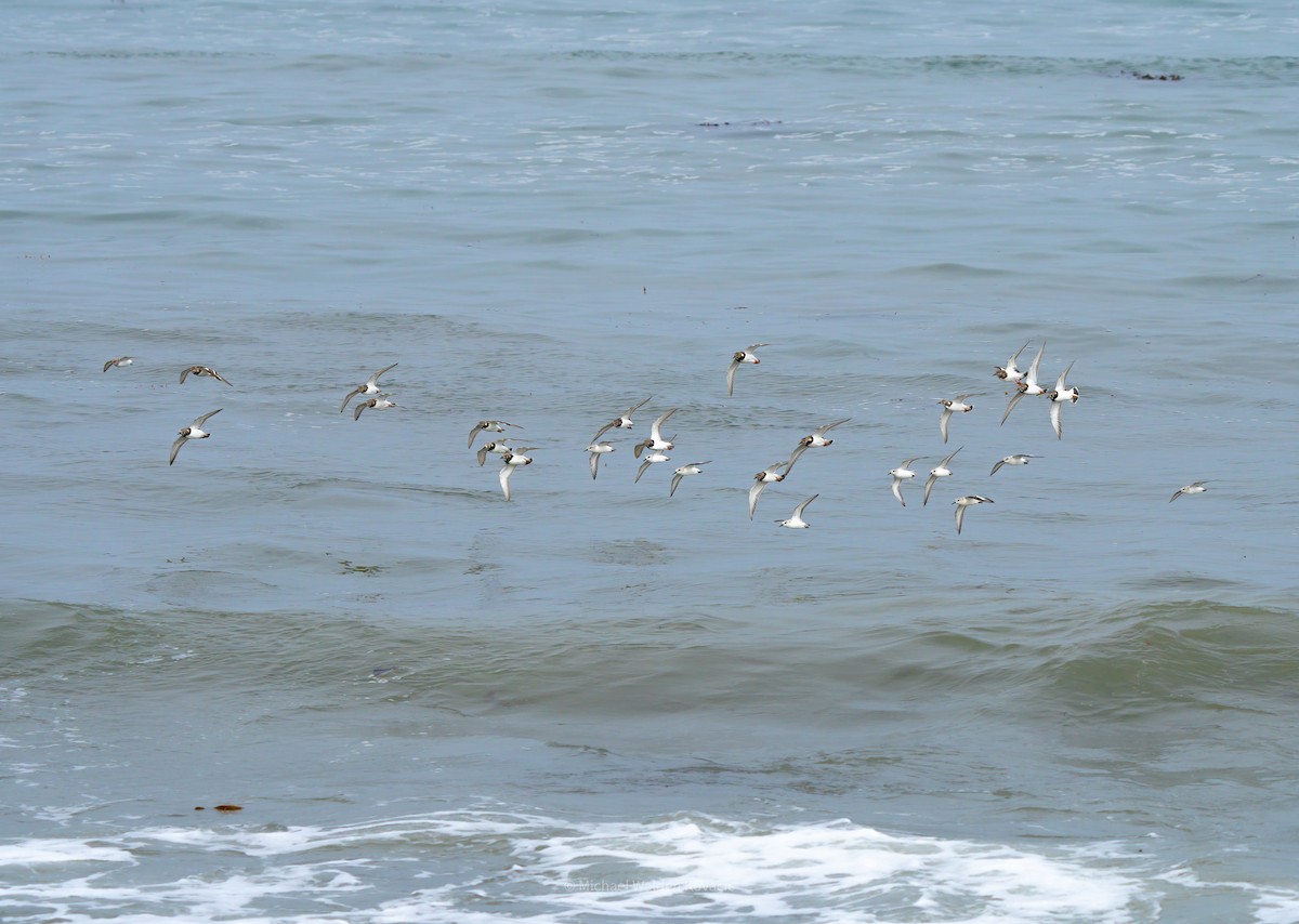 Ruddy Turnstone - ML636451842