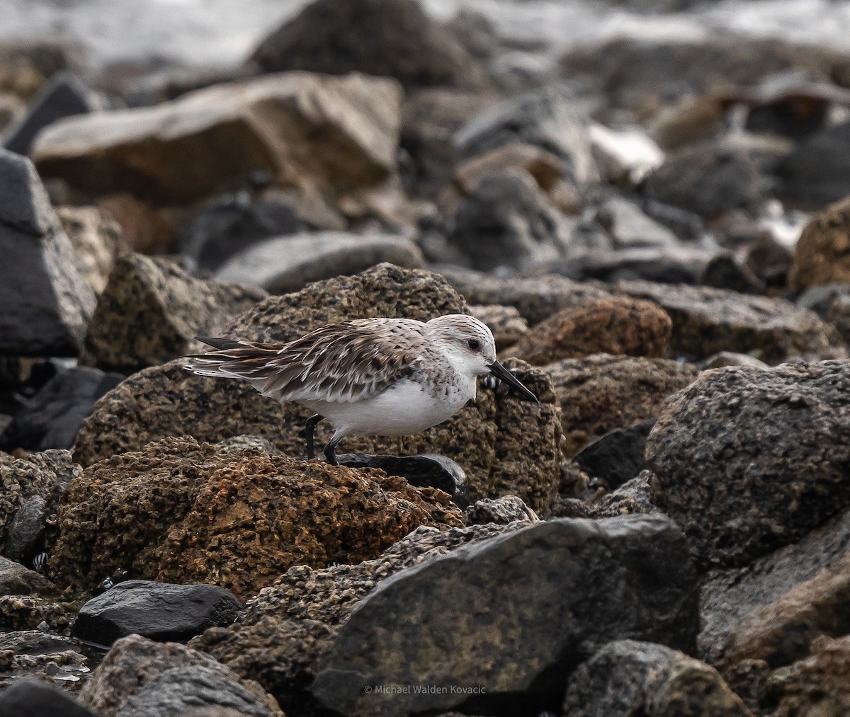 Sanderling - ML636451849