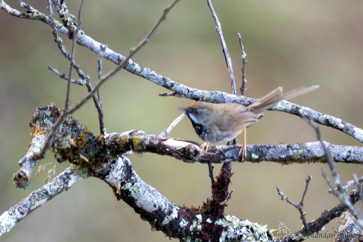 Rufous-crowned Prinia - ML636451850
