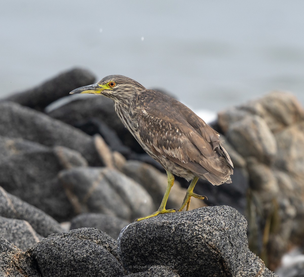 Black-crowned Night Heron - ML636451865