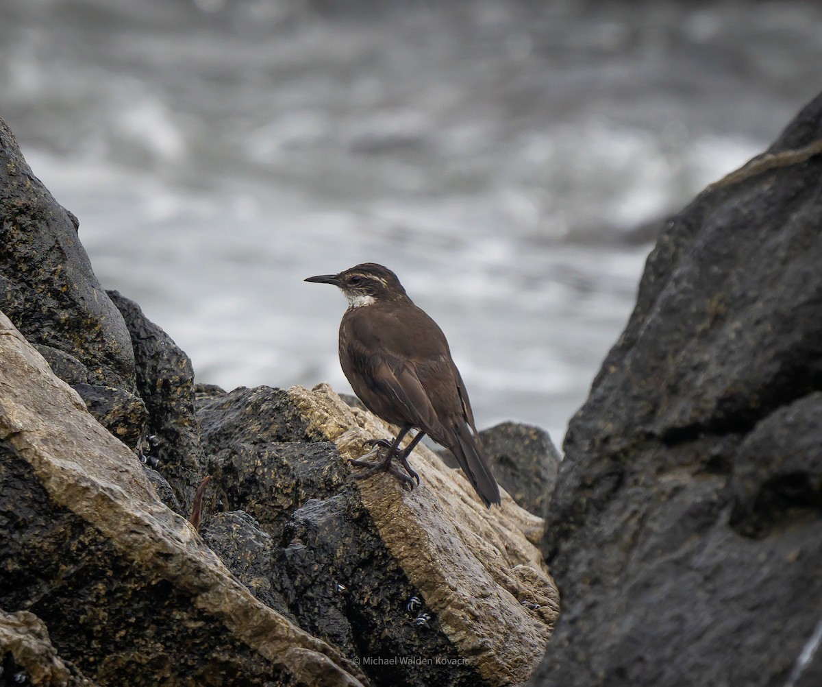 Seaside Cinclodes - ML636451872