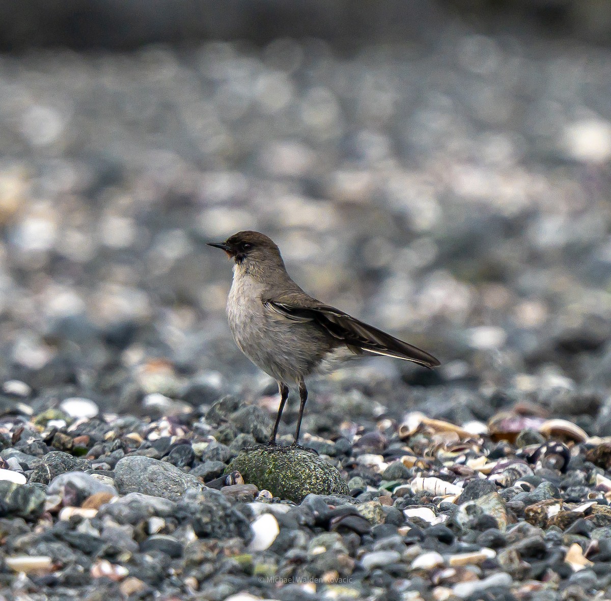 Dark-faced Ground-Tyrant - ML636451876