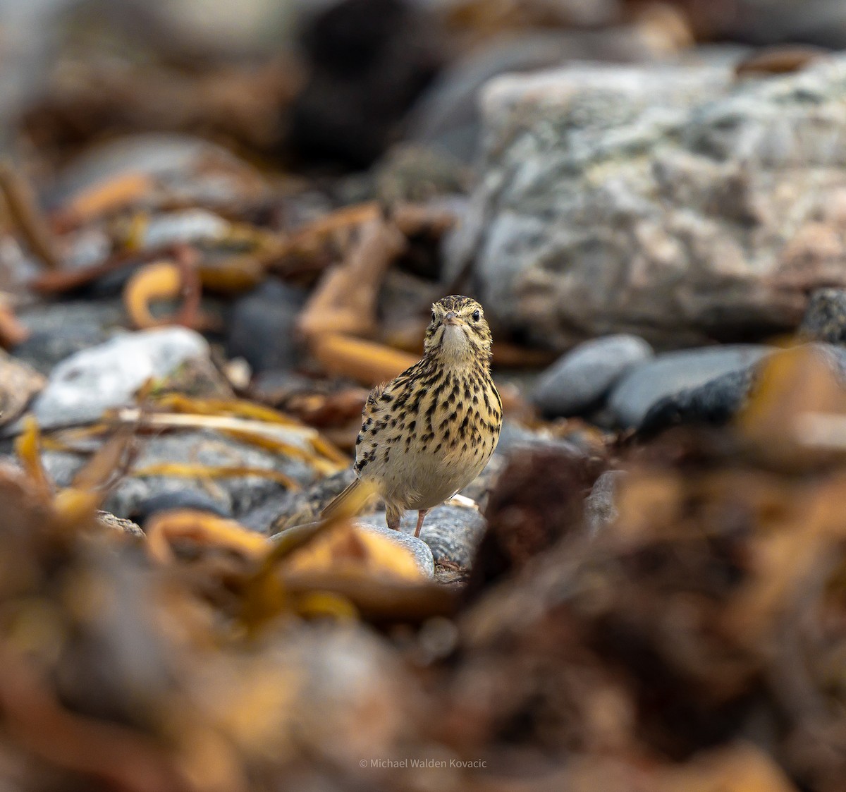 Correndera Pipit - ML636451889