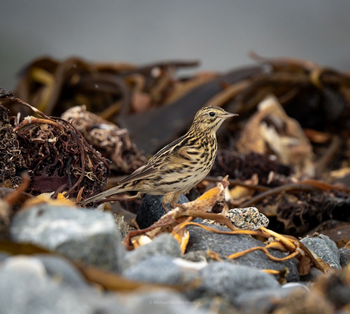Correndera Pipit - ML636451890