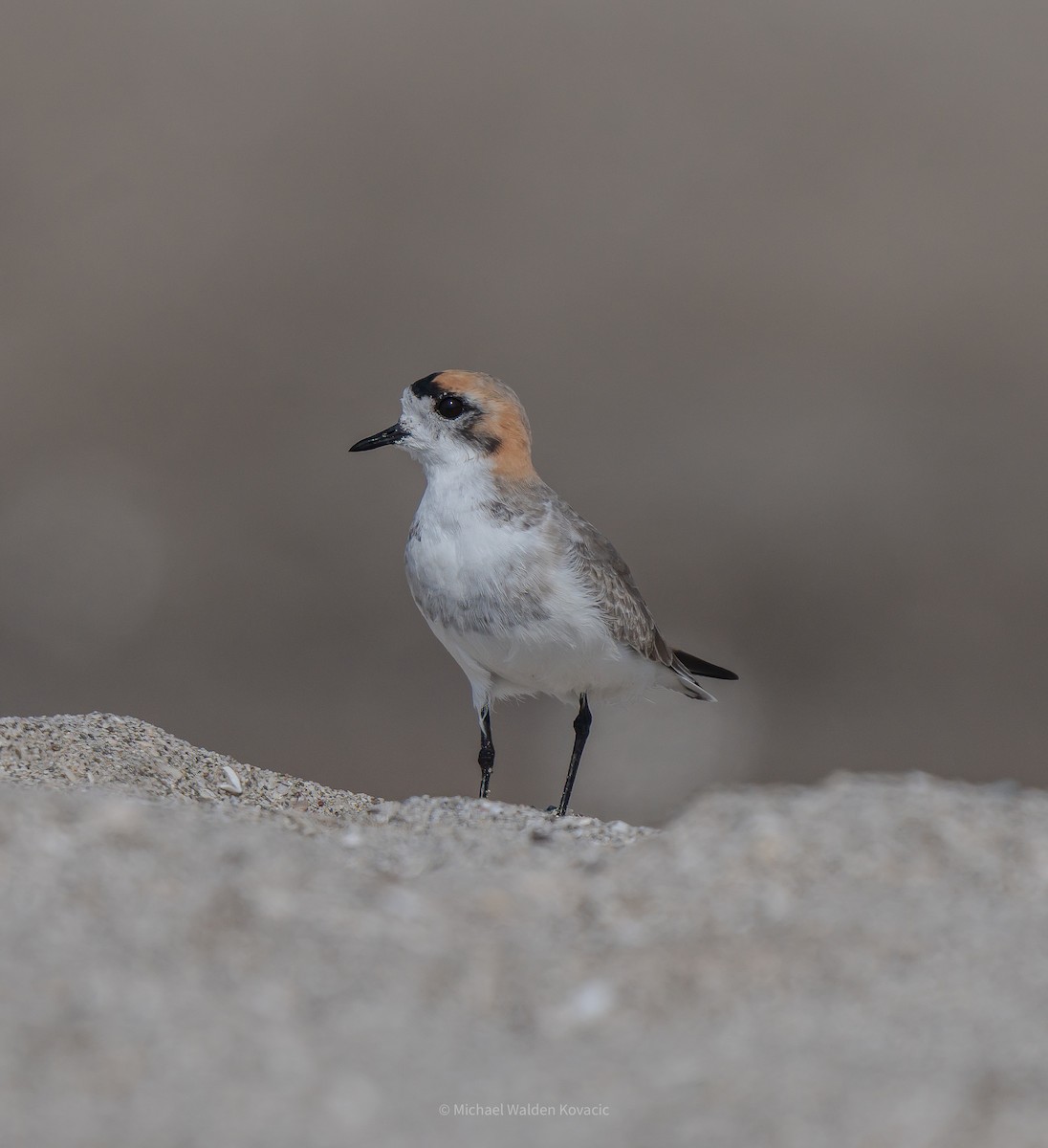 Puna Plover - ML636451955