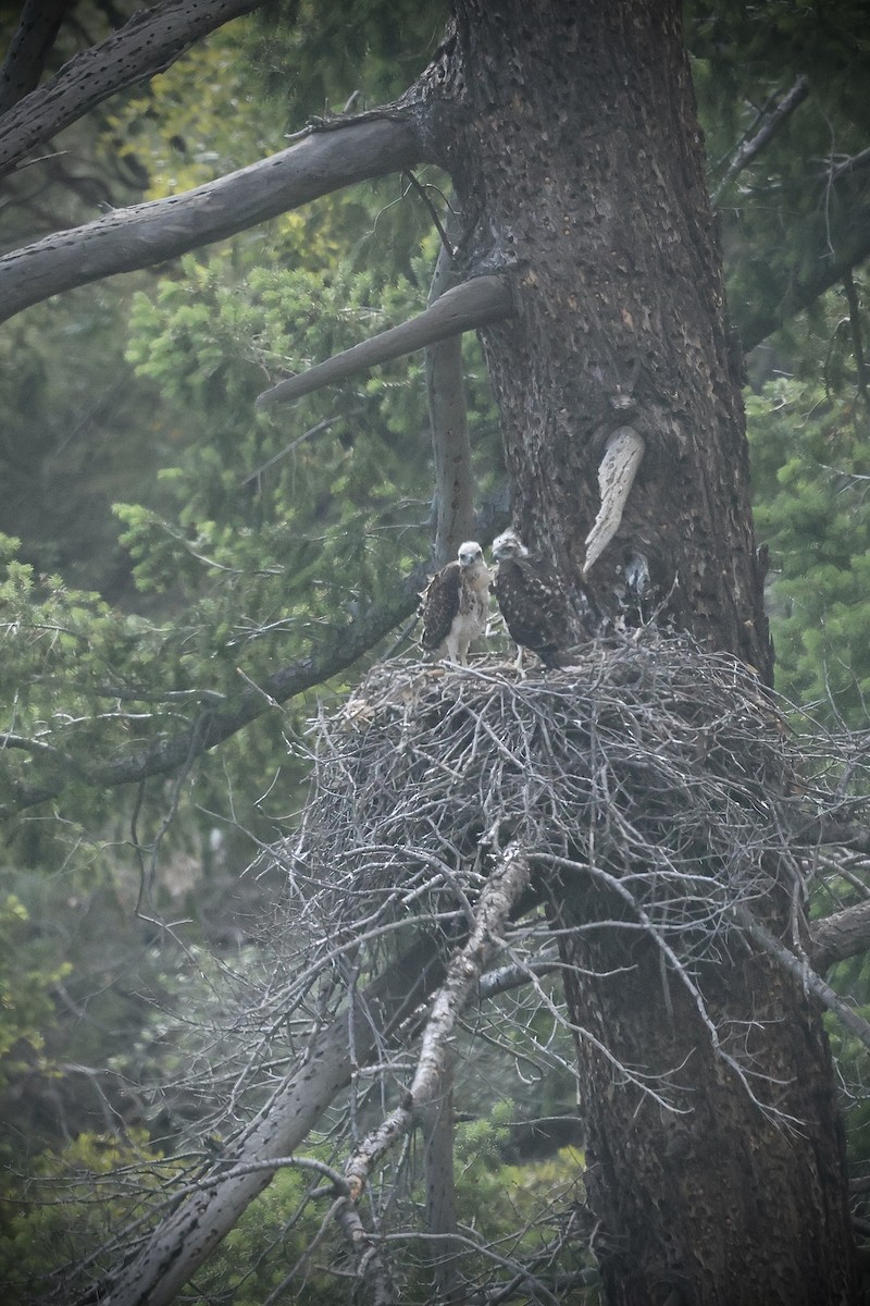Red-tailed Hawk - ML636451987