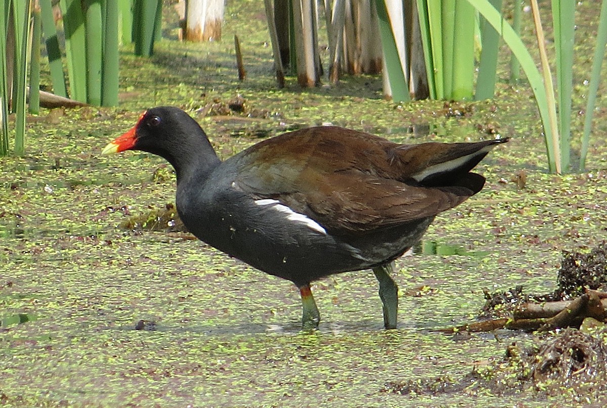 Common Gallinule - ML636452010