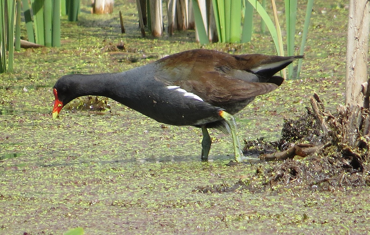 Common Gallinule - ML636452011