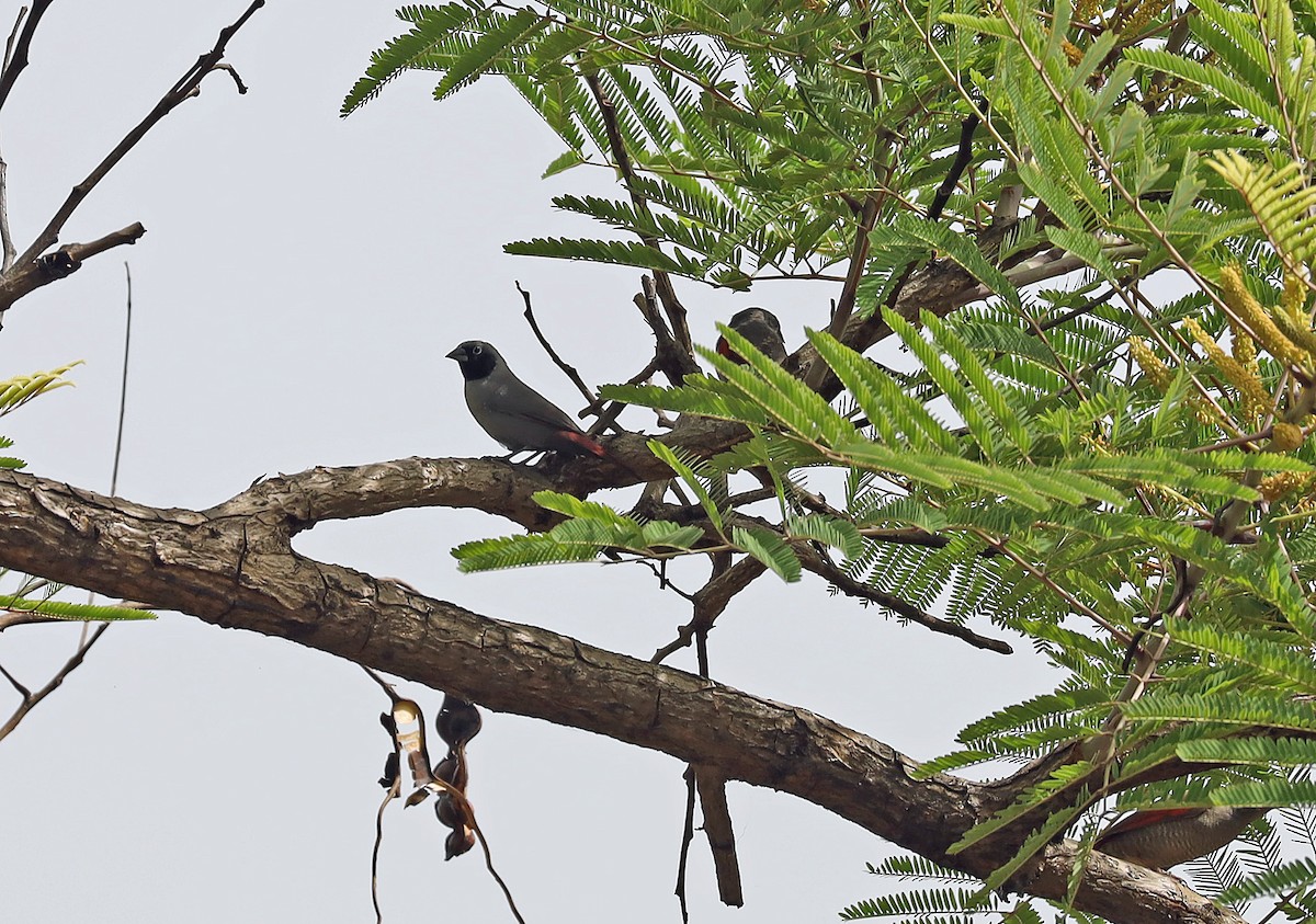 Black-faced Firefinch - ML636452023