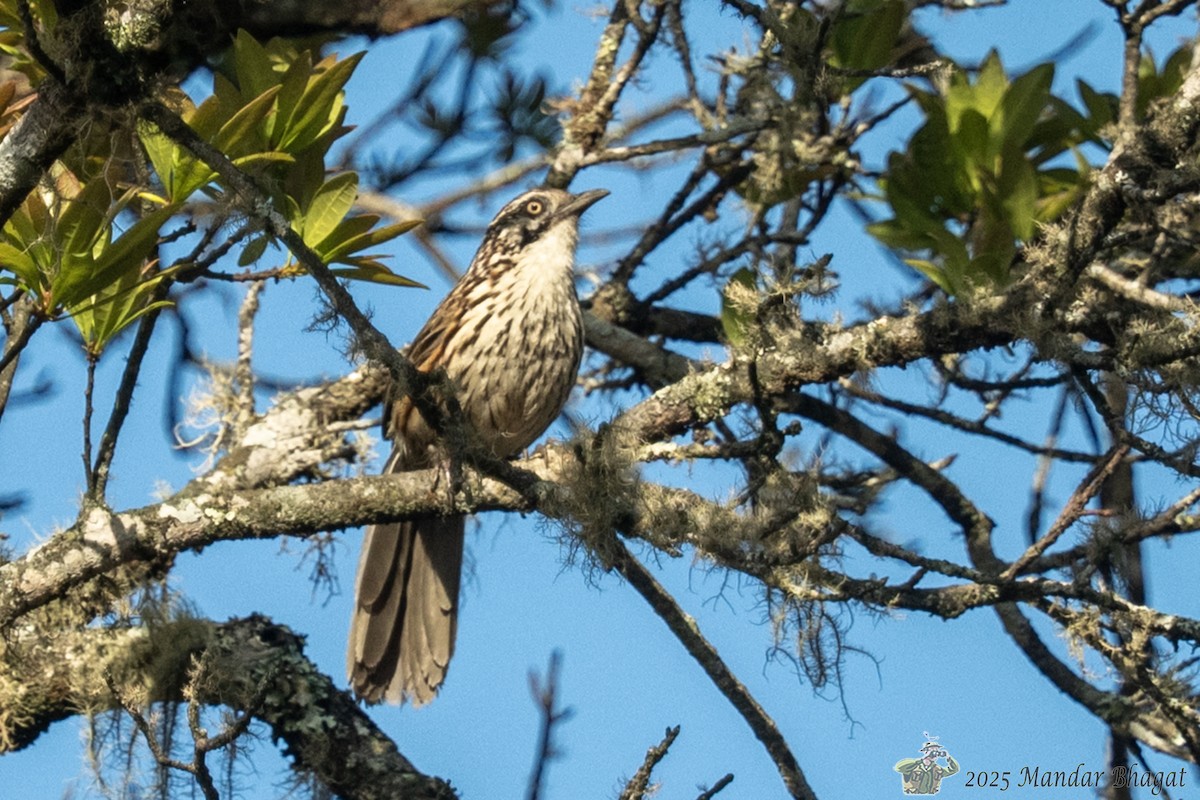 Mount Victoria Babax - ML636452055