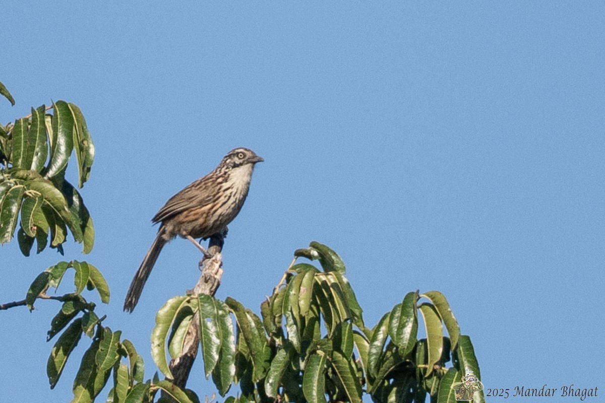 Mount Victoria Babax - ML636452056