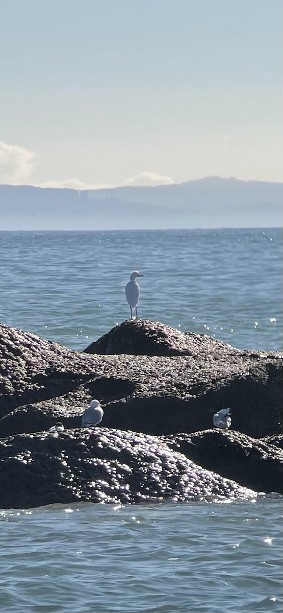 Eastern Cattle-Egret - ML636452457