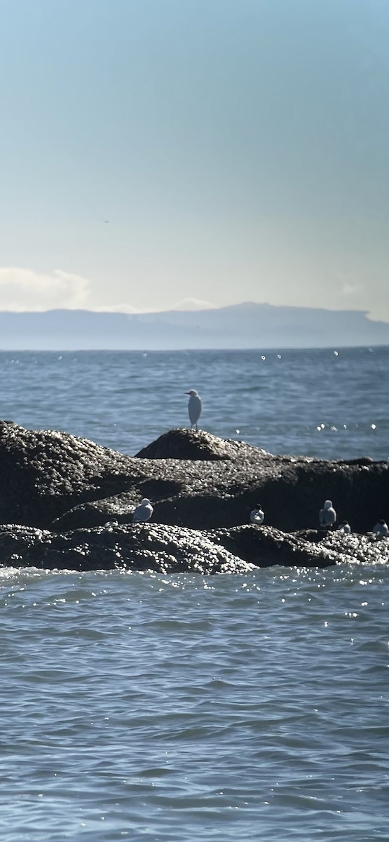 Eastern Cattle-Egret - ML636452458