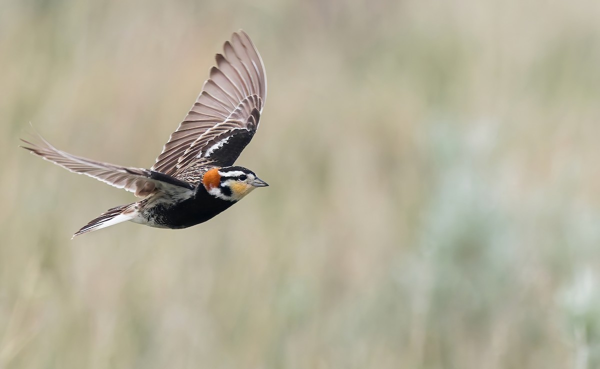 Chestnut-collared Longspur - ML636452490