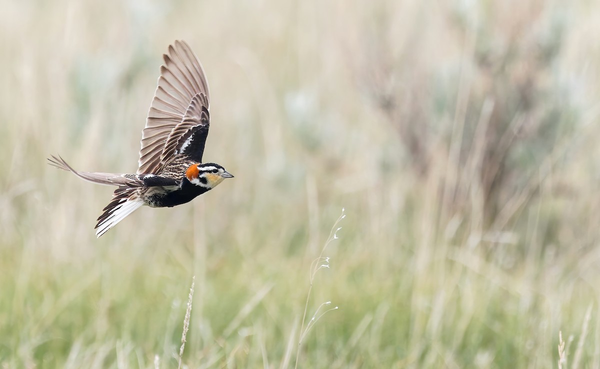 Chestnut-collared Longspur - ML636452491