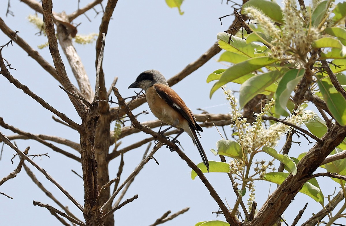 Emin's Shrike - ML636452499