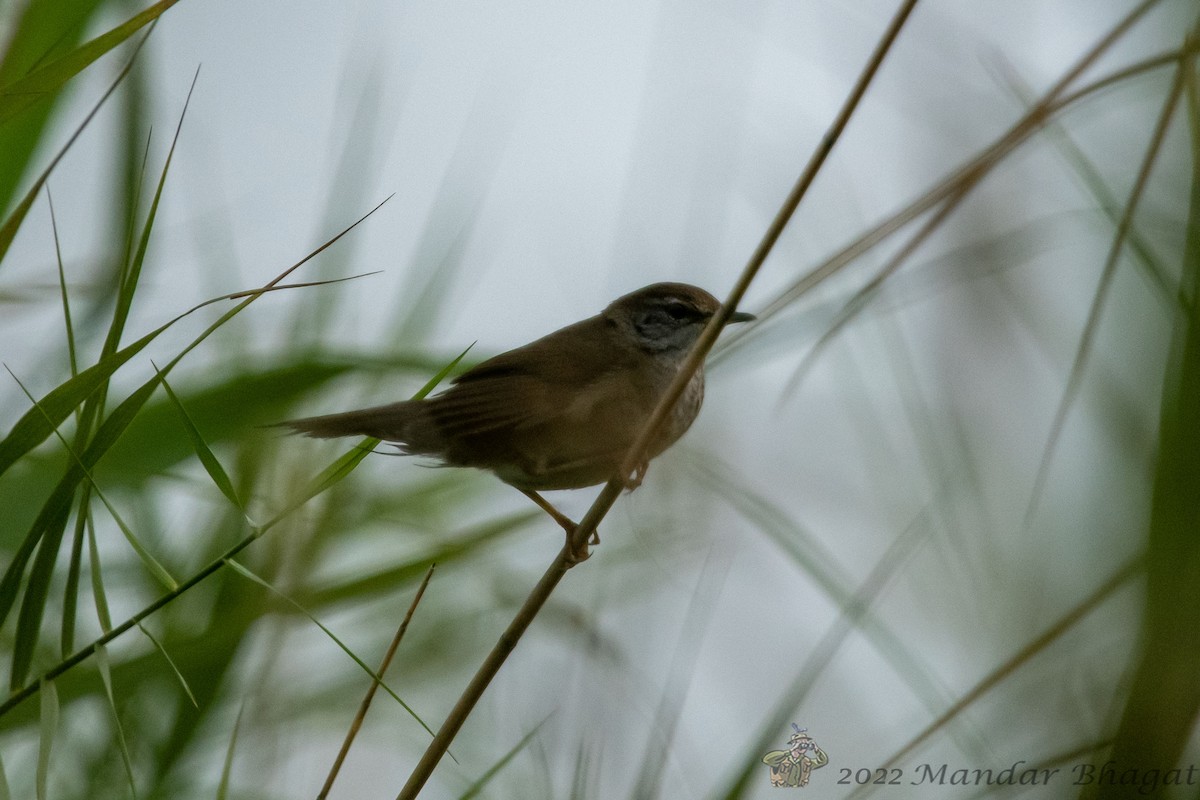 Spotted Bush Warbler - ML636452541