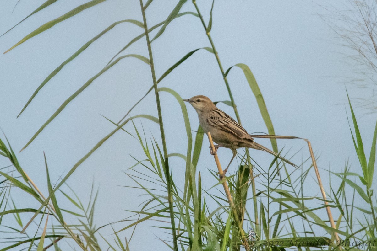 Striated Grassbird - ML636452563