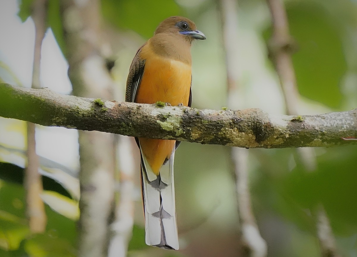 Malabar Trogon - ML636452573