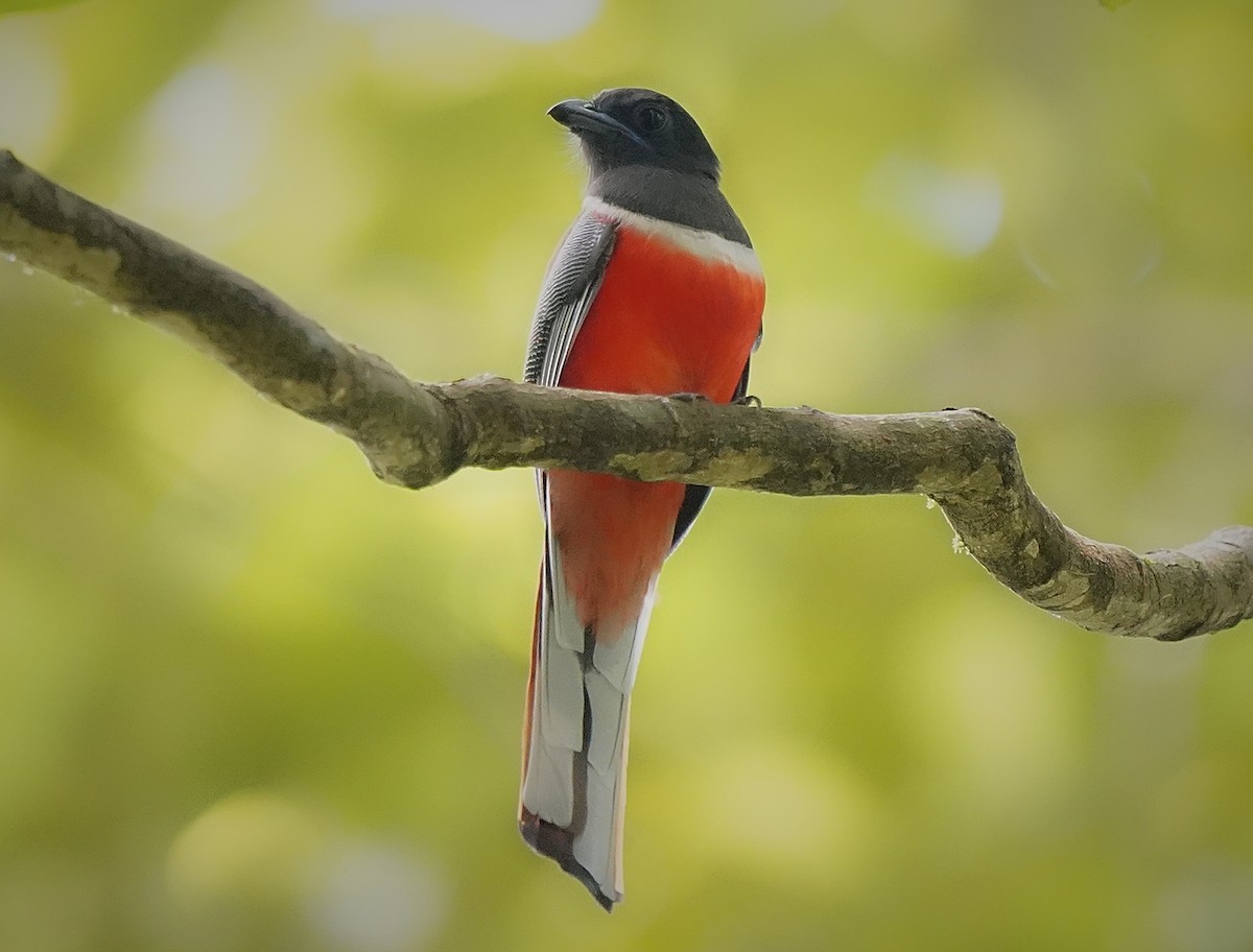 Malabar Trogon - ML636452574