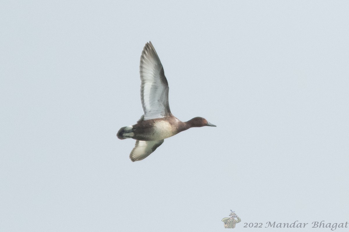 Ferruginous Duck - ML636452586