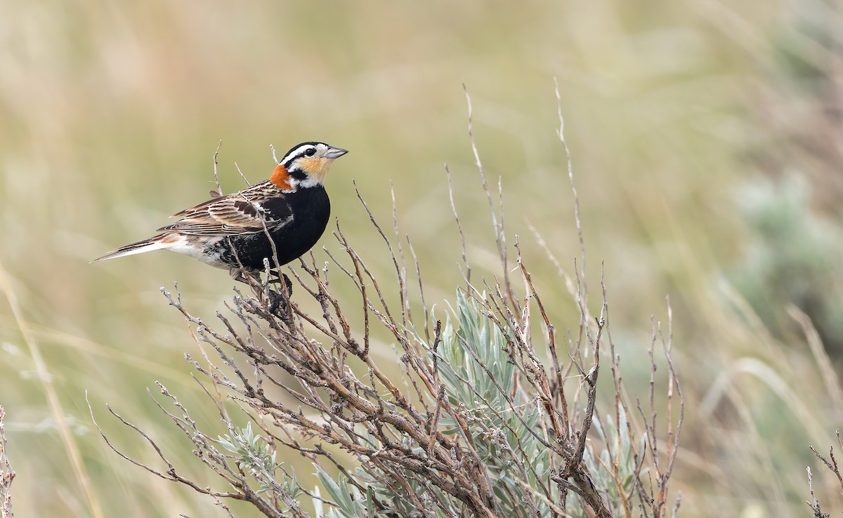 Chestnut-collared Longspur - ML636452608