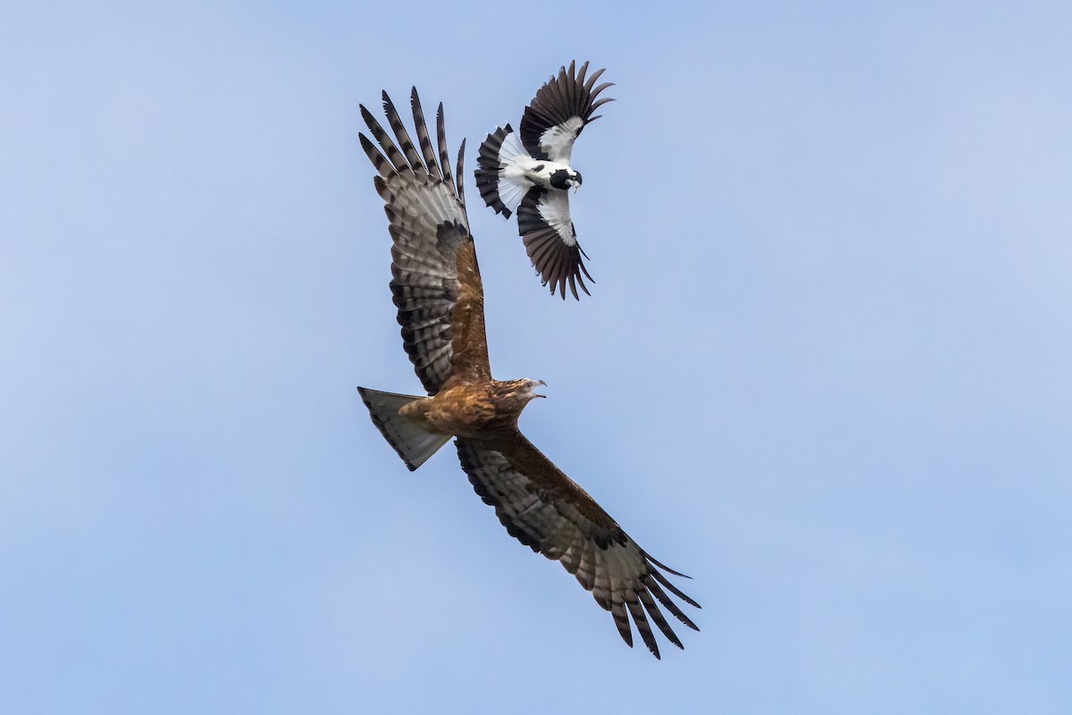Square-tailed Kite - ML636452618