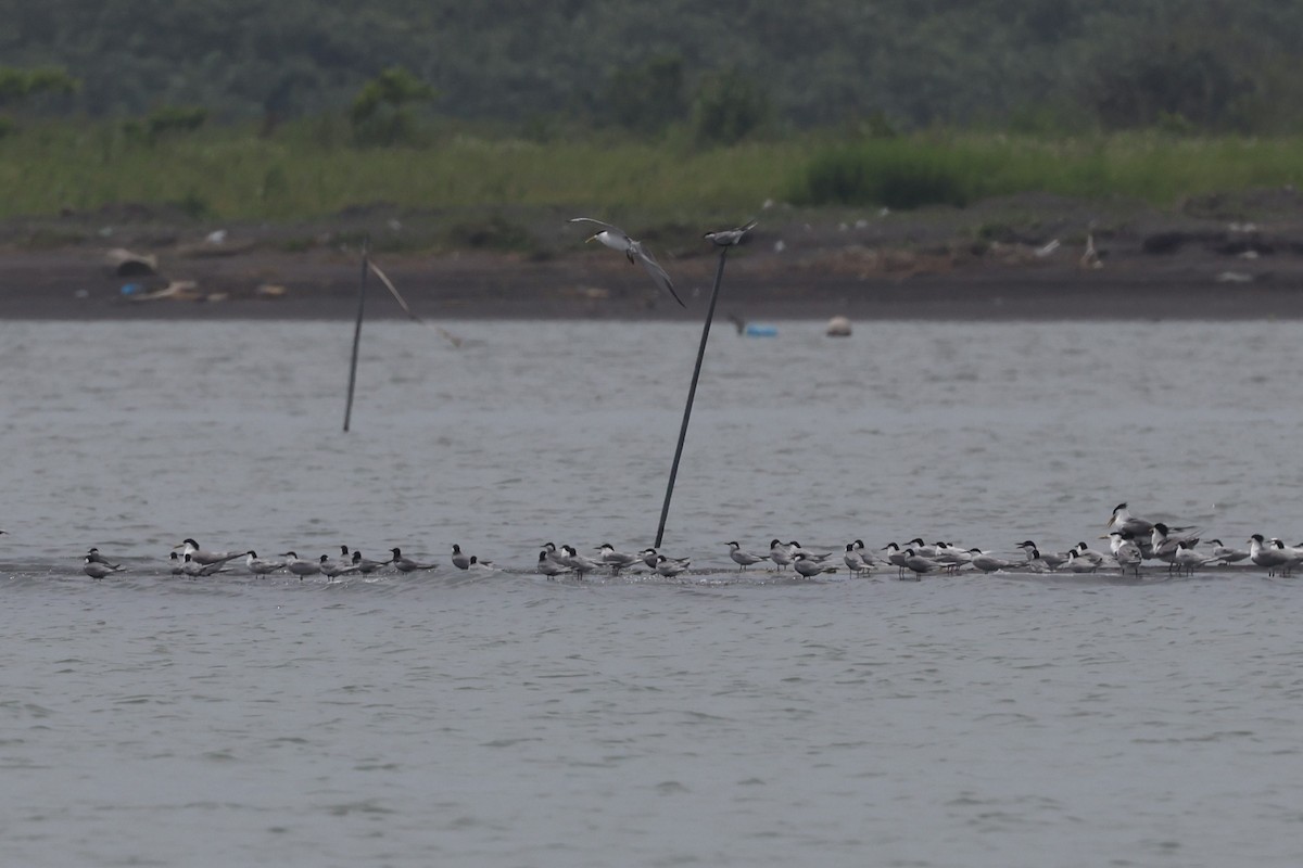 Common Tern - ML636452637