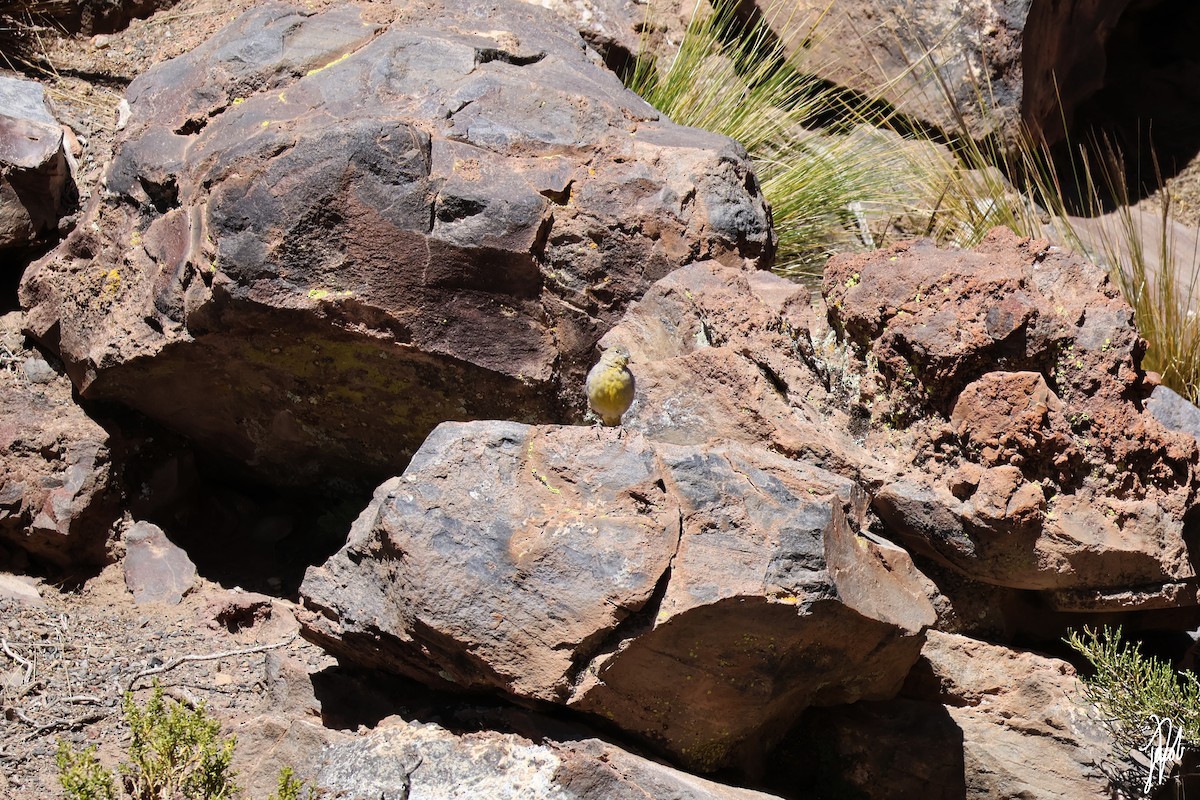 Bright-rumped Yellow-Finch - ML636452639