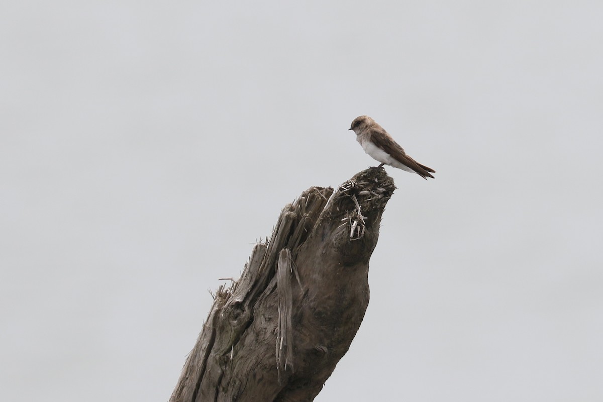 Bank Swallow - ML636452642