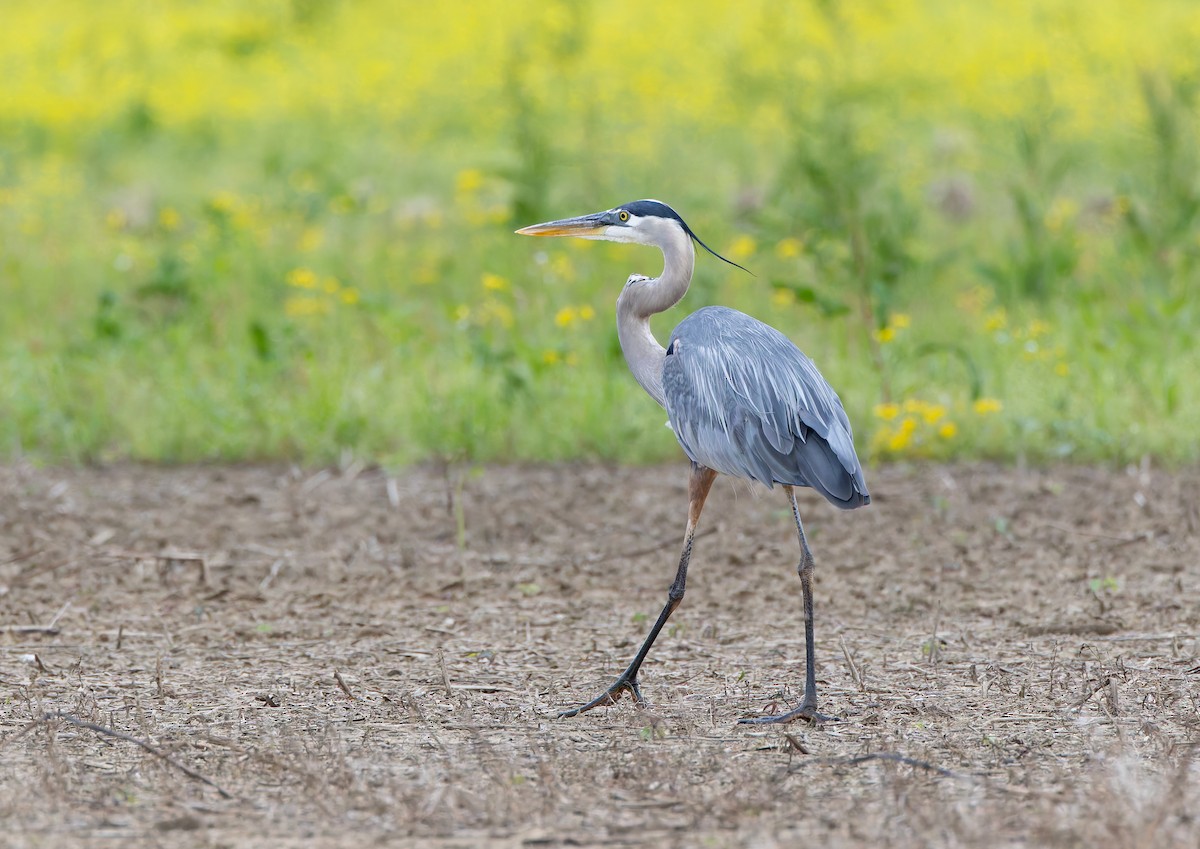 Great Blue Heron - ML636452711