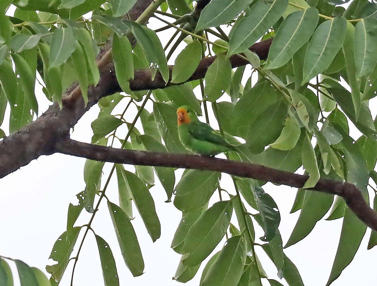 Red-headed Lovebird - ML636452893