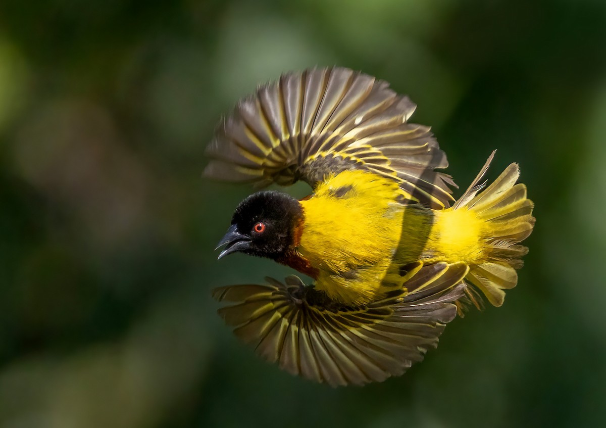 Golden-backed Weaver - ML636452907