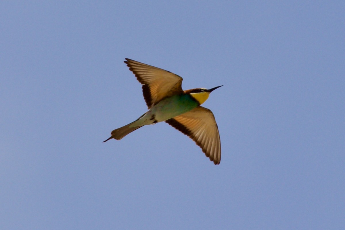 European Bee-eater - ML636452952