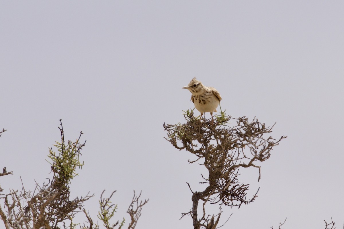 Crested Lark - ML636452964