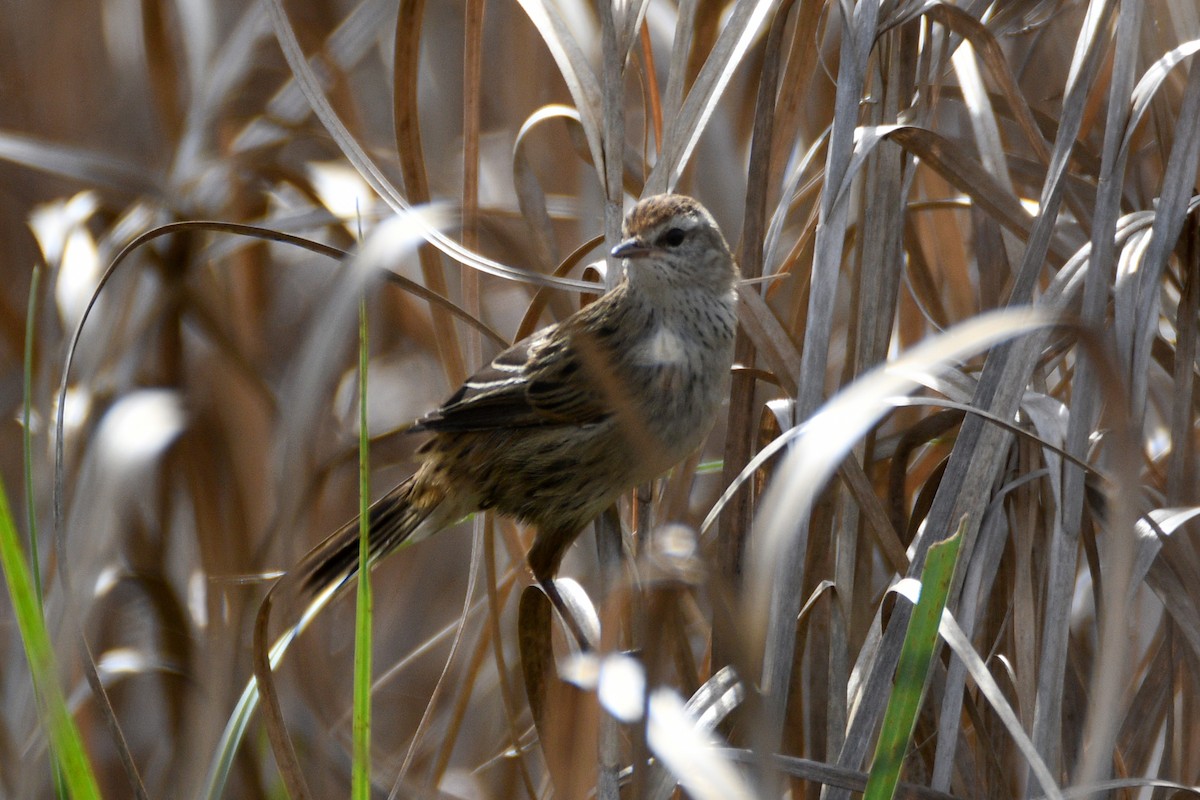 Little Grassbird - ML636453050