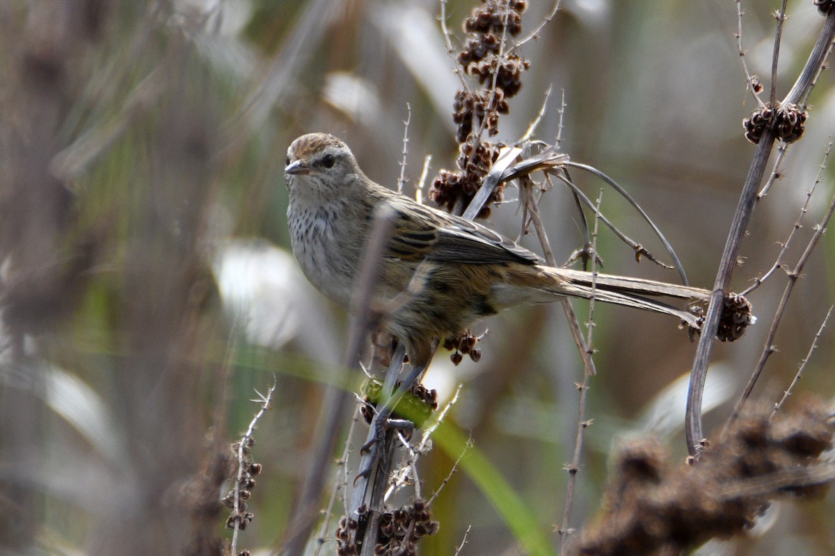 Little Grassbird - ML636453051