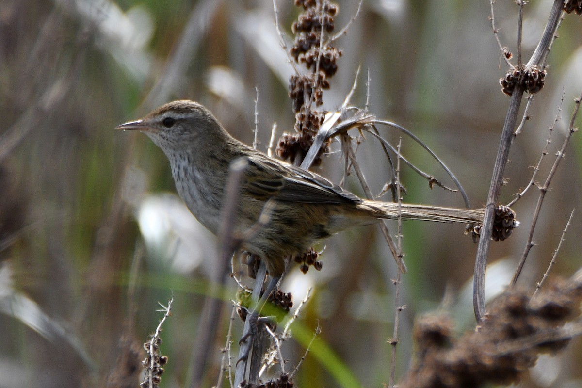 Little Grassbird - ML636453052