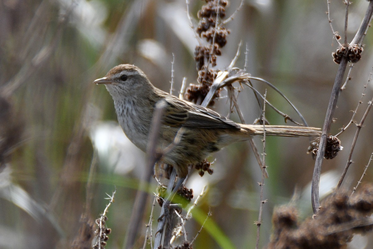 Little Grassbird - ML636453053