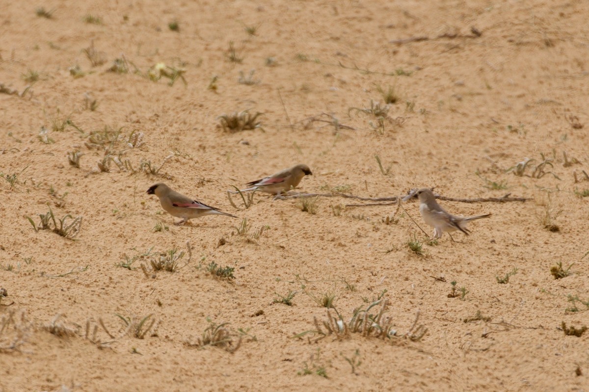Desert Finch - ML636453079