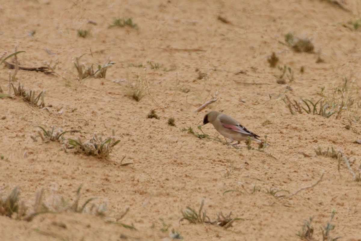 Desert Finch - ML636453088