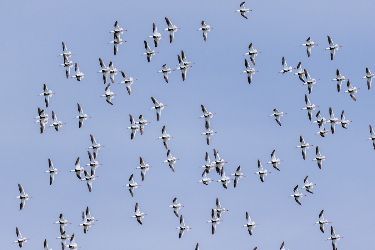 Banded Stilt - ML636453112
