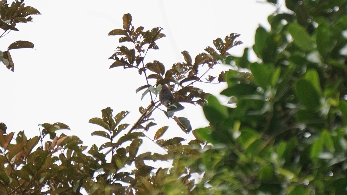 Yellow-browed Melidectes - ML636453192
