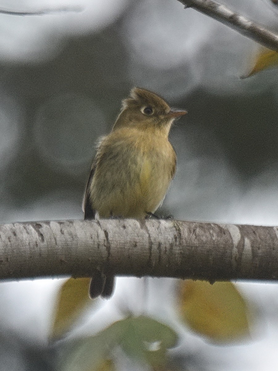 Western Flycatcher (Pacific-slope) - ML636453193