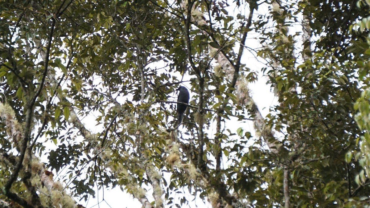 Stout-billed Cuckooshrike - ML636453194