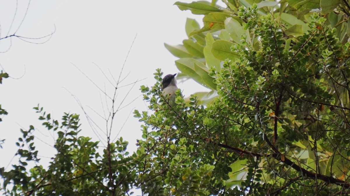 Brown-backed Whistler - ML636453200